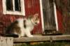 img_4482_small.jpg