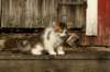 img_4489_small.jpg