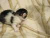 mooses2weeksandtwodays13_small.jpg