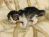 mooses2weeksandtwodays_small.jpg