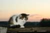 img_4550_small.jpg