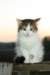 img_4554_small.jpg
