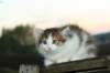 img_4559_small.jpg