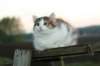 img_4561_small.jpg