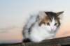 img_4577_small.jpg