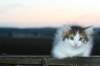 img_4583_small.jpg
