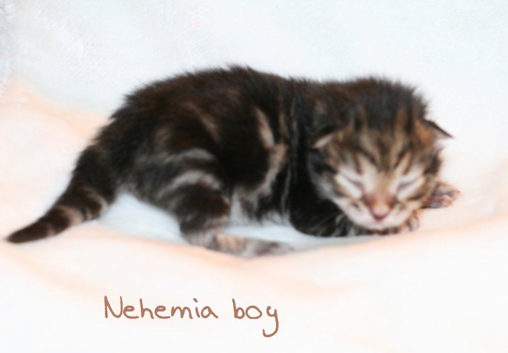 nehemiaboy2.jpg