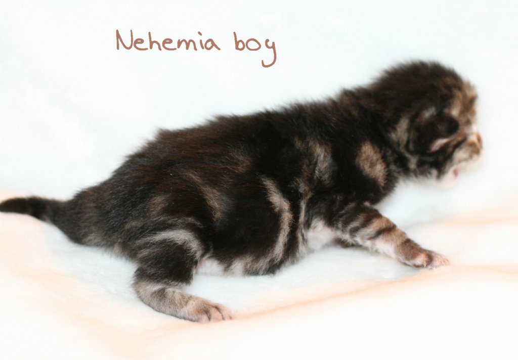 nehemiaboy3.jpg