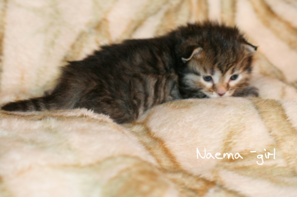 naemagirlimg_5888.jpg
