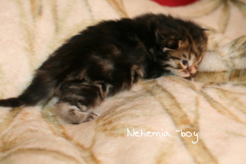 nehemiaboyimg_5915.jpg