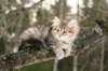 naema115weeks9220148_small.jpg