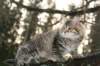 naatan115weeks92201410_small.jpg