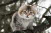 naatan115weeks92201413_small.jpg