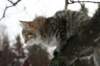 naatan115weeks92201419_small.jpg