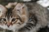 naatan115weeks92201423_small.jpg