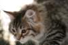 naatan115weeks92201424_small.jpg