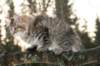 naatan115weeks92201428_small.jpg