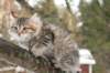 naatan115weeks92201433_small.jpg