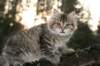 naatan115weeks9220143_small.jpg