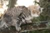 naatan115weeks92201445_small.jpg