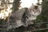 naatan115weeks92201447_small.jpg