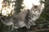 naatan115weeks92201450_small.jpg