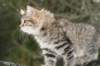 naatan115weeks9220145_small.jpg