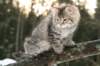 naatan115weeks92201467_small.jpg