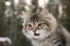 naatan115weeks92201474_small.jpg