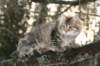 naatan115weeks9220149_small.jpg