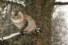 naatan145weeks33201412_small.jpg