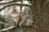 naatan145weeks33201415_small.jpg
