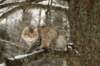 naatan145weeks33201416_small.jpg