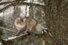 naatan145weeks33201417_small.jpg