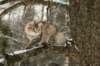 naatan145weeks33201418_small.jpg