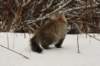naatan145weeks33201428_small.jpg