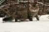 naatan145weeks33201431_small.jpg