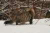naatan145weeks33201433_small.jpg