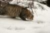 naatan145weeks33201436_small.jpg