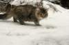 naatan145weeks33201437_small.jpg
