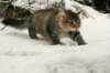 naatan145weeks33201438_small.jpg
