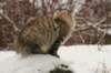 naatan145weeks33201439_small.jpg