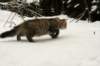 naatan145weeks33201444_small.jpg