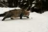 naatan145weeks33201445_small.jpg