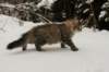 naatan145weeks33201446_small.jpg