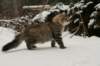 naatan145weeks33201447_small.jpg