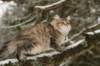 naatan145weeks3320144_small.jpg