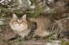 naatan145weeks33201451_small.jpg