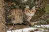 naatan145weeks33201456_small.jpg