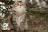naatan145weeks33201459_small.jpg